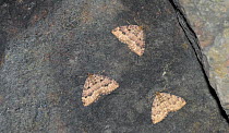 Three Tissue moths (Triphosa dubitata) hibernating in a cave in winter, Heinola, Finland. April.