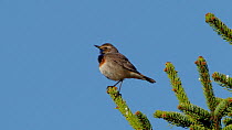 Bluethroat (Luscinia svecica cyanecula) male singing whilst perched in tree, Upper Bavaria, Germany.