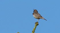 Bluethroat (Luscinia svecica cyanecula) male singing and defecating whilst perched on top of tree, Upper Bavaria, Germany.