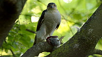 Sparrowhawk (Accipiter nisus) female scratching head and plucking dead House sparrow (Passer domesticus) whilst perched in tree, Baden-Wurttemberg, Germany.