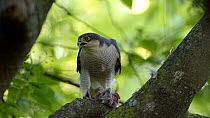 Sparrowhawk (Accipiter nisus) female eating House sparrow (Passer domesticus) whilst perched in tree, Baden-Wurttemberg, Germany.