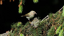 Goldcrest (Regulus regulus) male attempting to feed fledgling perched in Spruce tree (Picea sp.) before leaving frame, Upper Bavaria, Germany, May.
