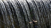 Dipper (Cinclus cinclus) entering nest by flying through waterfall, Upper Bavaria, Germany, May.