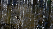 Dipper (Cinclus cinclus) flying out from nest behind waterfall, Upper Bavaria, Germany, May.