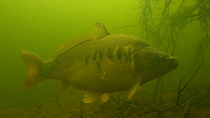 Mirror carp (Cyprinus carpio) swimming into frame and past the camera. The animal disappears into the murky water. Shropshire, UK.