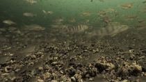 Ruffe (Gymnocephalus cernua) shoal swimming in deep water, Oxfordshire, UK.