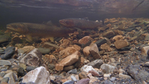 Sea trout (Salmo trutta) pair courting, in preparation to spawning. The male quivers near the female and then she uses her tail fin to dig a shallow depression (a redd). Perthshire, UK, November.