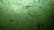 Shoal of Roach (Rutilus rutilus) and Perch (Perca fluviatilis). A Brown trout (salmo trutta) swims into the frame, startling the shoal, as it looks for prey. The fish swims out of the frame. Rutland,...