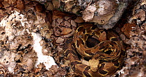 Gravid Timber rattlesnake (Crotalus horridus) and gravid Northern copperhead (Agkistrodon contortrix) females basking together as a creche, Maryland, USA.