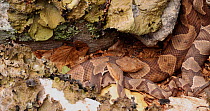 Gravid Northern copperhead (Agkistrodon contortrix) females lying next to each other, as the smaller snake rubs head on larger snake's neck as it slithers forward, Maryland, USA.