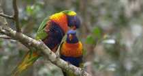 Rainbow lorikeet (Trichoglossus haematodus) male eye pinning, leaning, flapping wings and jumping in courtship display to female, who climbs branch and leaves frame, Australia. Eye pinning, also known...