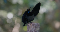 Victoria's riflebird (Ptiloris victoriae) male lowering wings whilst showing iridescent plumage and yellow gape in courtship display whilst perched on tree stump, Northern Queensland, Australia.