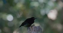 Victoria's riflebird (Ptiloris victoriae) male perching on stump, looking around and showing yellow gape during courtship display, before taking flight and leaving frame, Northern Queensland, Australi...