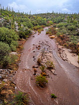 Flash flooding after three days of rain in Honeybee Canyon wash, Oro Valley, Arizona, USA. July, 2021.