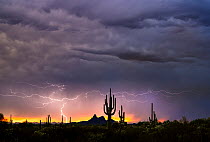 Saguaro cacti (Carnegiea gigantea) silhouetted at sunset, with lightning striking in multiple bursts during a 15 minute period during monsoon storm, Picacho Mountains in the background, Sonoran desert...