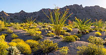 Ocotillo (Fouquieria splenden) in flower with Brittlebush (Encelia farinosa) in desert near Tule Well, Cabeza Prieta National Wildlife Refuge, Arizona, USA. March.