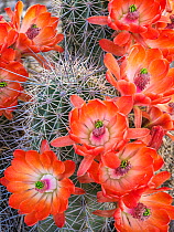 Claret cup cactus (Echinocereus triglochidiatus) in flower,  Santa Catalina foothills, Sonoran Desert, near Tucson, Arizona, USA. August.