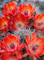 Claret cup cactus (Echinocereus triglochidiatus) in flower,  Santa Catalina foothills, Sonoran Desert, near Tucson, Arizona, USA. August.