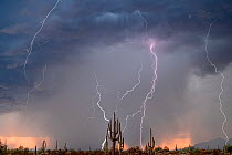 Saguaro cacti (Carnegiea gigantea) backlit at sunset, with lightning striking in multiple bursts during a 15 minute period during monsoon storm, Picacho Mountains in the background, Sonoran desert, Tu...