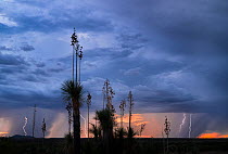 Yuccas (Yucca elata) in grassland, silhouetted at sunset with giant monsoon rain storm cell sweeping across the land, near Oracle, Sonoran desert, Arizona, USA. August, 2023.