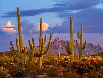 Saguaro cacti (Carnegiea gigantea) in desert against a monsoon, stormy sky in evening light, Ironwood Forest National Monument, Sonoran Desert, Arizona, USA. August, 2023.