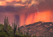 Saguaro cacti (Carnegiea gigantea) on ridgeline in foreground with Samaniego Peak in background during monsoon storm, with veils of rain and lightning strikes captured in four images over fifteen minu...