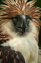 Philippine eagle (Pithecophaga jefferyi) blinking with crest raised, showing nictitating membrane,  Philippine Eagle Centre, Malagos, Davao, Mindanao, Philippines, August 2006. Critically endangered....