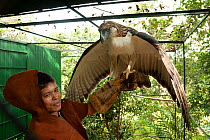 Philippine eagle (Pithecophaga jefferyi) perching on arm of caretaker Eddy Juntilla, Philippine Eagle Foundation, Malagos, Davao, Mindanao, Philippines. First Philippine Eagle bred through artificial...