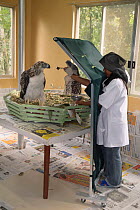 Anna Mae Sumaya stands behind shield that blocks Philippine eagle (Pithecophaga jefferyi) chick from seeing her during feeding time, Philippine Eagle Centre, Malagos, Davao, Mindanao, Philippines, Feb...