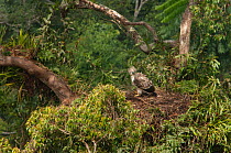 Philippine eagle (Pithecophaga jefferyi) juvenile perched in nest, Mount Apo area, Mindanao, Philippines, August 2006. Critically endangered.