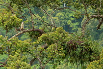 Philippine eagle (Pithecophaga jefferyi) male perching in tree waiting for chick, Mount Apo area, Mindanao, Philippines, August 2006. Critically endangered.