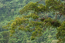 Philippine eagle (Pithecophaga jefferyi) male perched on branch and waiting for chick, Mount Apo area, Mindanao, Philippines, August 2006. Critically endangered.