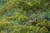Philippine eagle (Pithecophaga jefferyi) male perched on branch and waiting for chick, Mount Apo area, Mindanao, Philippines, August 2006. Critically endangered.