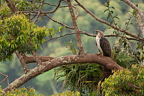 Philippine eagle (Pithecophaga jefferyi) male perched on branch in tree, Mount Apo area, Mindanao, Philippines, August 2006. Critically endangered.