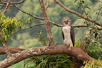 Philippine eagle (Pithecophaga jefferyi) male perched on branch with crest raised, Mount Apo area, Mindanao, Philippines, August 2006. Critically endangered.