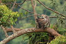 Philippine eagle (Pithecophaga jefferyi) male preening whilst perched on tree branch, Mount Apo area, Mindanao, Philippines, August 2006. Critically endangered.