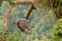 Philippine eagle (Pithecophaga jefferyi) male in flight through rainforest, Mount Apo area, Mindanao, Philippines, August 2006. Critically endangered.