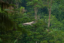 Philippine eagle (Pithecophaga jefferyi) juvenile making first flight through rainforest, Mount Apo area, Mindanao, Philippines, August 2006. Critically endangered.