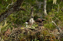 Philippine eagle (Pithecophaga jefferyi) male and female perched in nest beside chick, Kitanglad mountain range, Mindanao, Philippines, March 2007. Critically endangered.