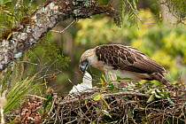 Philippine eagle (Pithecophaga jefferyi) female feeding flesh to chick in nest, Kitanglad mountain range, Mindanao, Philippines, March 2007. Critically endangered.