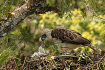 Philippine eagle (Pithecophaga jefferyi) female feeding flesh to chick in nest, Kitanglad mountain range, Mindanao, Philippines, March 2007. Critically endangered.