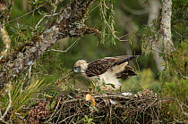 Philippine eagle (Pithecophaga jefferyi) female delivering twig to nest as chick rests, Kitanglad mountain range, Mindanao, Philippines, March 2007. Critically endangered.