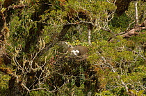 Philippine eagle (Pithecophaga jefferyi) landing on nest next to chick, with twig in beak, Kitanglad mountain range, Mindanao, Philippines, February 2007. Critically endangered.