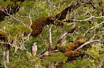 Philippine eagle (Pithecophaga jefferyi) female perching on branch in rainforest and looking around, Kitanglad mountain range, Mindanao, Philippines, February 2007.