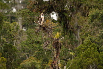 Philippine eagle (Pithecophaga jefferyi) perched on branch in tree in rainforest, Kitanglad mountain range, Mindanao, Philippines, February 2007. Critically endangered.