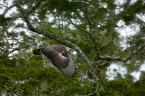 Philippine eagle (Pithecophaga jefferyi) in flight through rainforest, Kitanglad mountain range, Mindanao, Philippines, February 2007. Critically endangered.