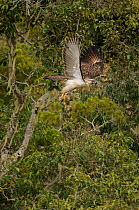 Philippine eagle (Pithecophaga jefferyi) taking flight from tree, Kitanglad mountain range, Mindanao, Philippines, March 2007. Critically endangered.