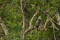 Philippine eagle (Pithecophaga jefferyi) perched in tree, Kitanglad mountain range, Mindanao, Philippines, March 2007. Critically endangered.