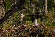 Philippine eagle (Pithecophaga jefferyi) female landing on nest beside chick, with twig in beak, Kitanglad mountain range, Mindanao, Philippines, February 2007. Critically endangered.