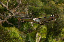 Philippine eagle (Pithecophaga jefferyi) female in flight through rainforest, Kitanglad mountain range, Mindanao, Philippines, February 2007. Critically endangered.